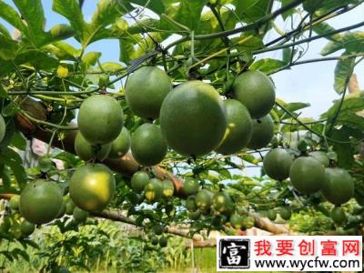 夏季高温西番莲坐果率低怎么办？