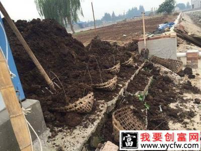 种植百香果应该如何施肥，用什么肥料最好？