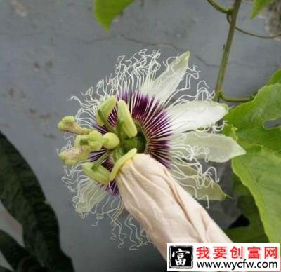 百香果花怎么授粉？