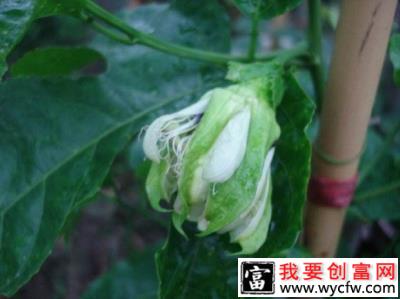 种植百香果什么时候开花结果？