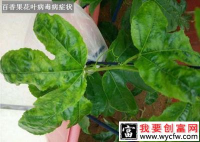 百香果花叶病毒寄主有哪些，百香果花叶病毒病通过什么传播？