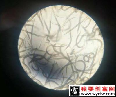 百香果根线虫病是怎么样，百香果根线虫病怎样防治？