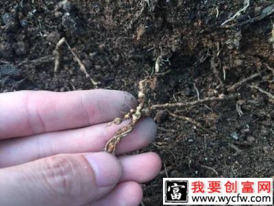 百香果根线虫病是怎么样，百香果根线虫病怎样防治？