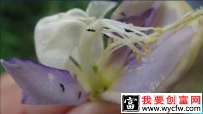 如何防治百香果花蓟马？