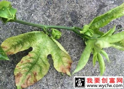 百香果花叶病毒病如何防治？附图片