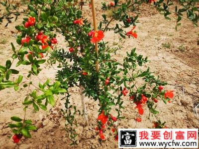 引起石榴落花落果的原因是什么？如何预防石榴落花落果？