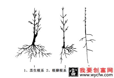 石榴的根系有什么特点？