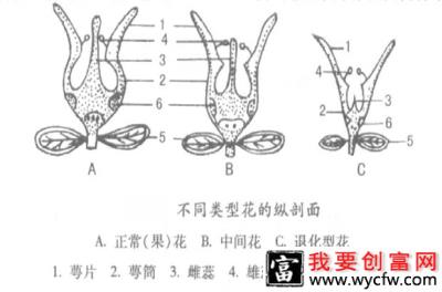 石榴花有什么特点？