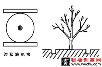 石榴树怎样施肥效果好？