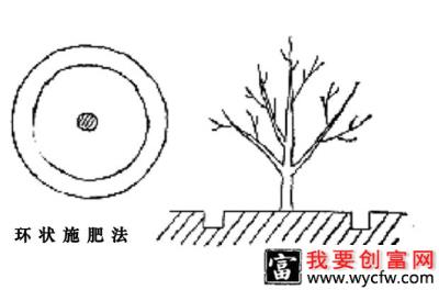 石榴树怎样施肥效果好？