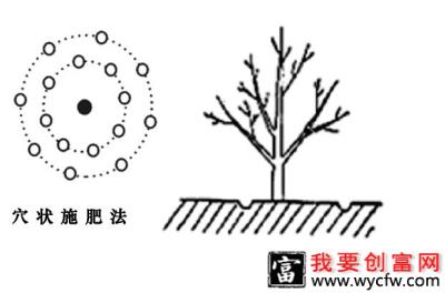 石榴树怎样施肥效果好？