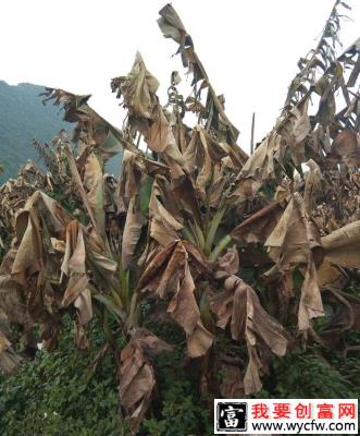 香蕉冷冻后如何补救？