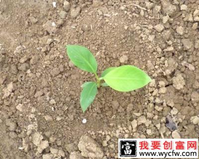 香蕉什么时候可以种植，香蕉什么时候种植成活率高？