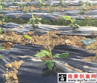 种植香蕉施肥的依据是什么，香蕉施肥比例是怎么样？