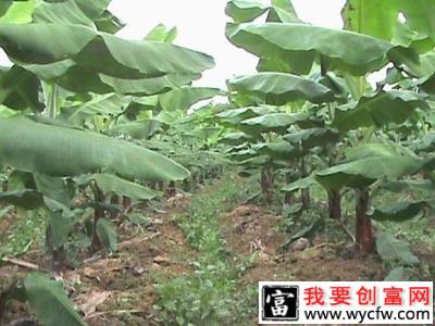 种植香蕉施肥的依据是什么，香蕉施肥比例是怎么样？