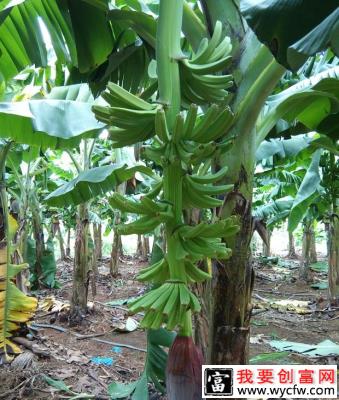 香蕉果实的生长规律是什么？