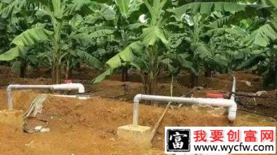 种植香蕉使用滴灌水肥一体化有什么优点？