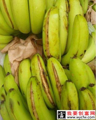 种植香蕉如何防止裂果？