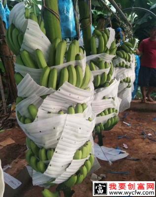 收获香蕉前需要做什么？