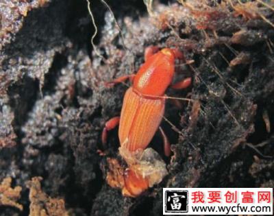 种植香蕉如何防治香蕉黑筒象？