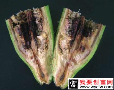 香蕉细菌性枯萎病如何防治？