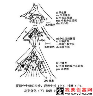 香蕉花芽什么时候分化？