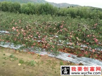 苹果套袋用什么果袋？给苹果套袋时需要注意什么？