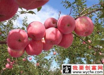 为什么要给苹果树施硼肥？给苹果树施什么硼肥效果好？