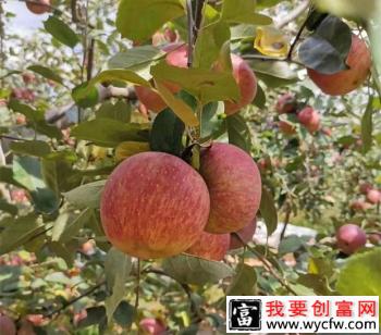 为什么要给苹果树施硼肥？给苹果树施什么硼肥效果好？