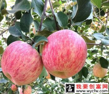 为什么要给苹果树施硼肥？给苹果树施什么硼肥效果好？