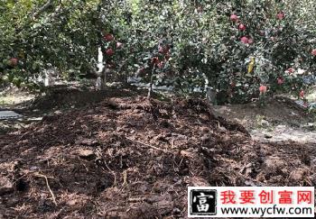 种植苹果春季如何管理？春季苹果怎么样科学管理？