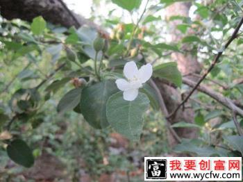 给苹果疏花疏果的依据是什么？