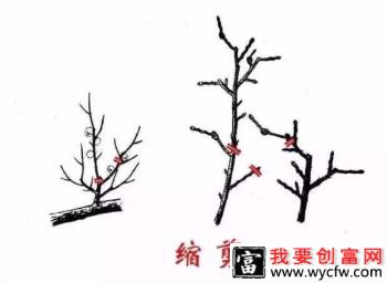 苹果树如何缩剪，什么时候缩剪好？