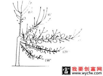 苹果树怎么拉枝，苹果树什么时候拉枝好？