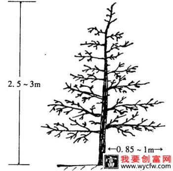 细长纺锤形苹果树如何修剪？