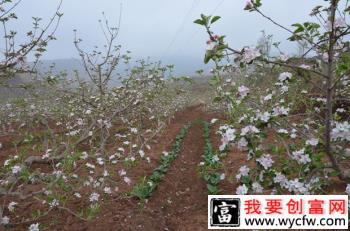 苹果树开花坐果有什么特点？