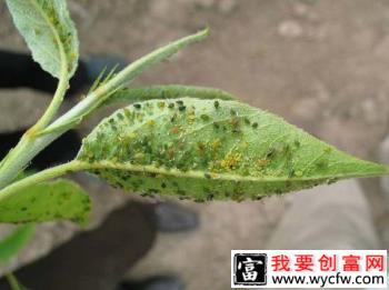 种植苹果如何防治绣线菊蚜？