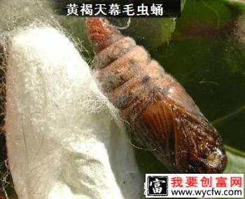 种植苹果如何防治黄褐天幕毛虫？