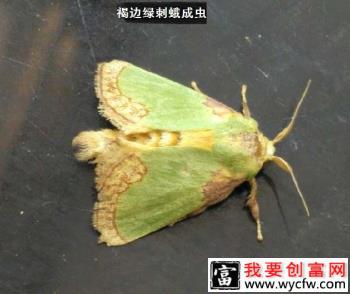 种植苹果如何防治褐边绿刺蛾？