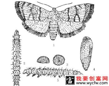 种植苹果如何防治苹果雕翅蛾？