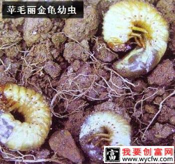 种植苹果如何防治苹毛丽金龟？