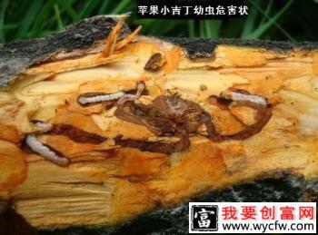 种植苹果如何防治苹果小吉丁？