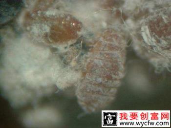 种植苹果如何防治苹果绵蚜？