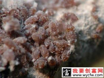 种苹果怎么防治苹果蚜虫？