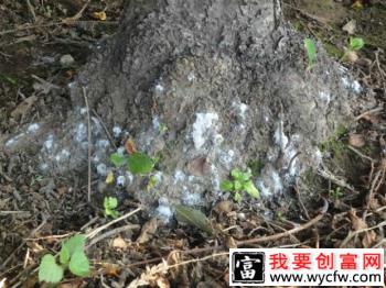 种植苹果如何防治苹果根绵蚜？