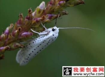 种植苹果如何防治苹果巢蛾？