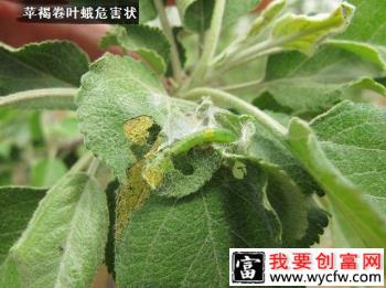 种植苹果如何防治苹褐卷叶蛾？