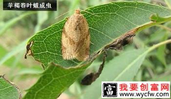 种植苹果如何防治苹果褐卷叶螟？