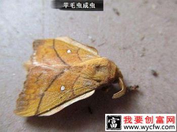 种苹果怎么防治苹果毛虫？