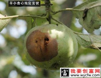 种植苹果如何防治苹小食心虫？